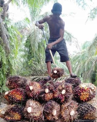 Harga Sawit di Bengkulu Naik Jadi Rp2.140 per Kilogram 