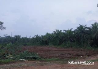 Oalah..., Sudah Banyak Sawit Tumbuh di Kawasan Cagar Alam Danau Dendam