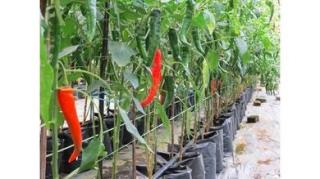 Warga Bengkulu Diminta Manfaatkan Lahan Kosong di Kebun Sawit untuk Tanam Cabai