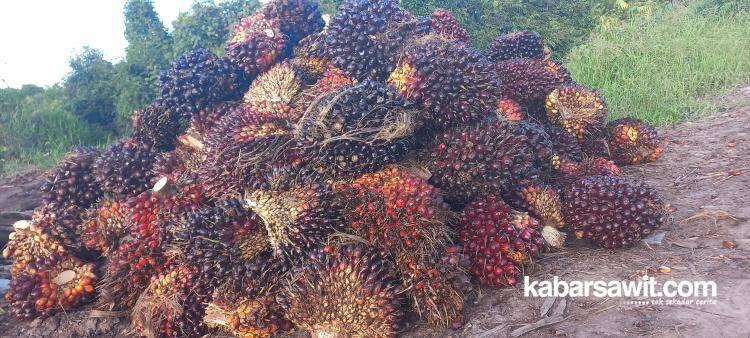 NKT Penting Bagi Keberlangsungan Industri Sawit di Babel