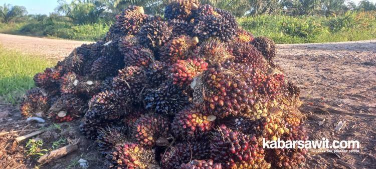 Tiga Bulan Terakhir, Harga Sawit di Mukomuko Cenderung Stabil 