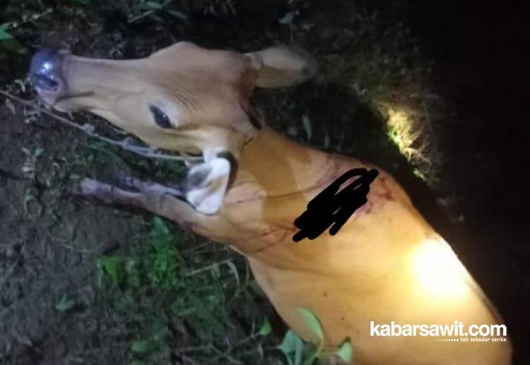 Sarangnya Ditanami Sawit, 