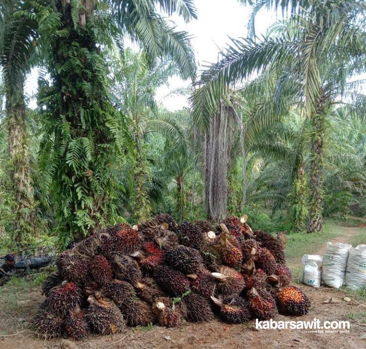 Komoditas Perkebunan Sawit Sumbang Kenaikan NTP di Bengkulu 