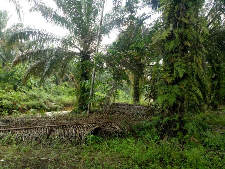 1.000 Hektare Kebun Kelapa Sawit di Paser Diajukan RSPO