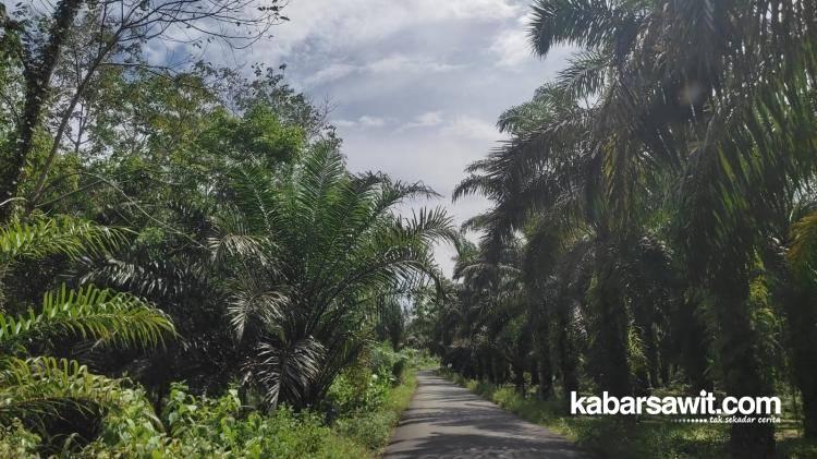 Warga Seluma Gugat Agri Andalas Atas Dugaan Penguasaan Lahan di Luar HGU