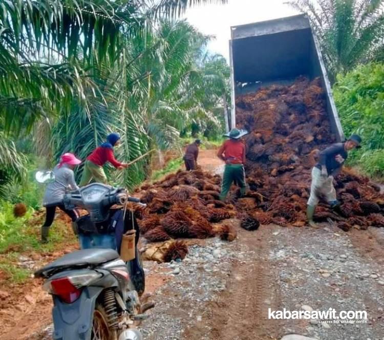 Petani Sawit di Mukomuko Manfaatkan Janjang Kosong sebagai Pupuk Alternatif
