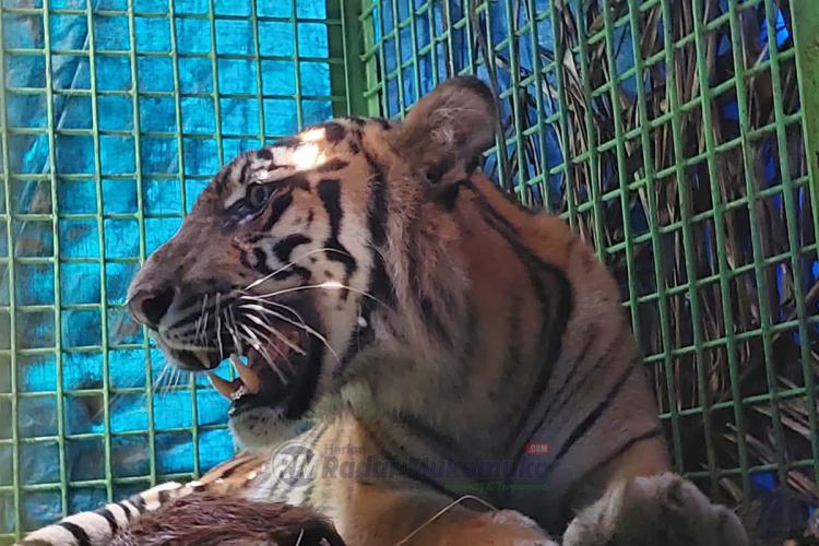 Habitat Diganggu, Harimau Sumatera Berkeliaran di Pemukiman Warga