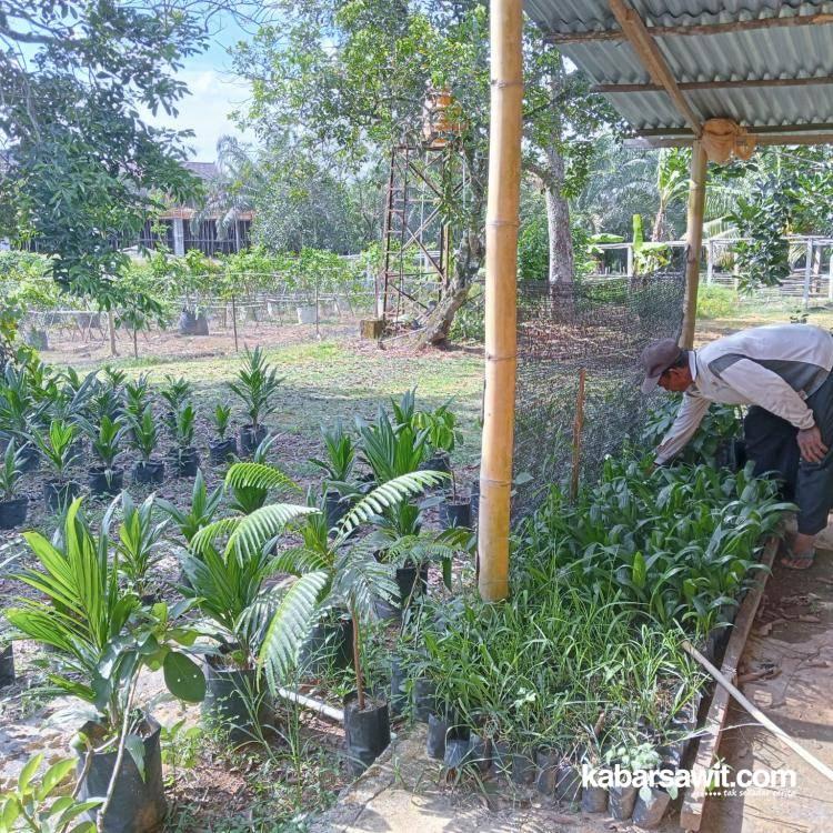 Jualan Bibit Sawit Secara Online, Suyadim Dapat Cuan Gede