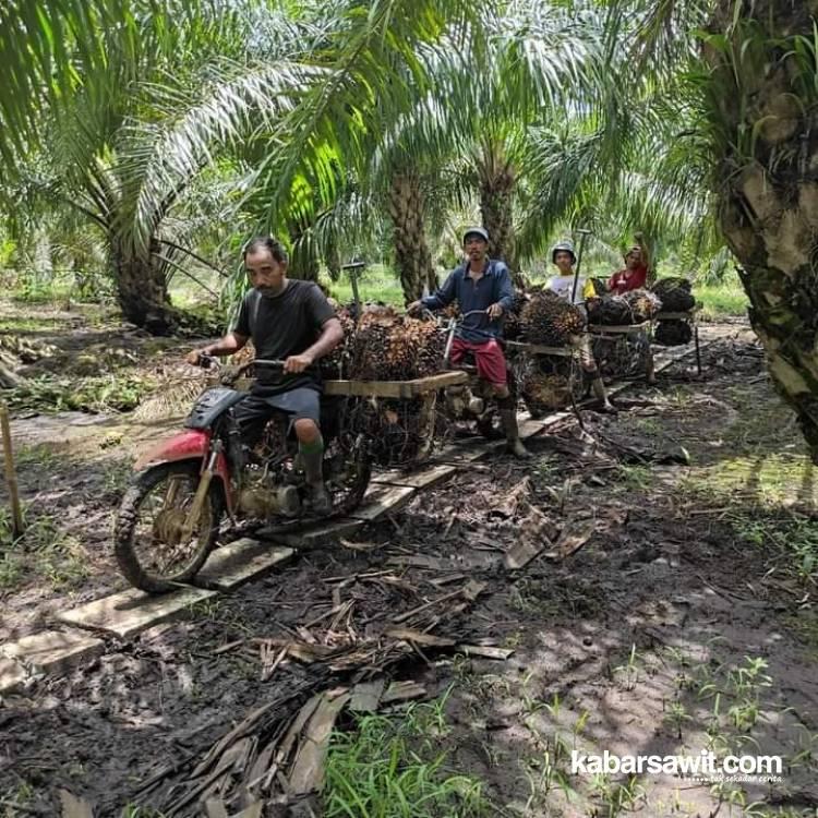 Harga Sawit di Bengkulu Selatan Anjlog Rp600/Kg