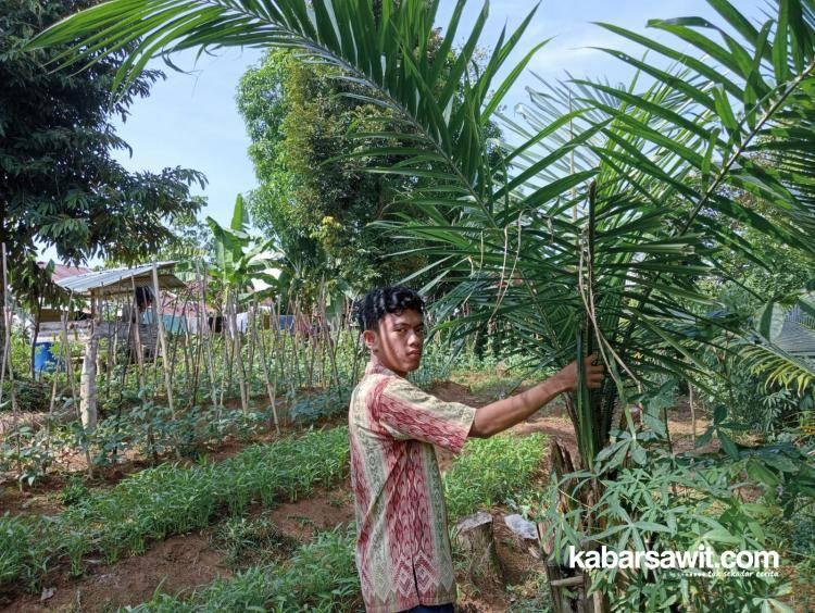 Petani Palawija di Mukomuko Beralih Komoditas