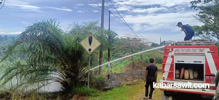 Cuaca Panas, Kebun Sawit di Seluma Dilahap Jago Merah 