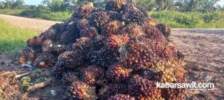 Harga Sawit di Kaltim Naik Tipis Jadi Rp2.469,23/Kg