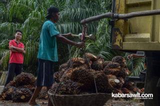 Petani Sawit Senang, Pemkab Bartim Bakal Bangun Pabrik Mini