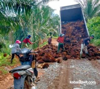 Petani Sawit di Mukomuko Manfaatkan Janjang Kosong sebagai Pupuk Alternatif