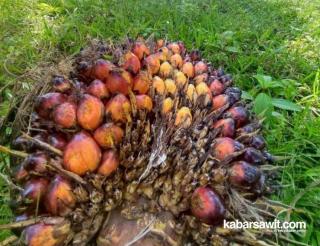Selamat Petani! Harga Sawit di Jambi akhirnya Naik Lagi...