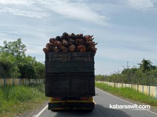 Sumbar Harus Perkuat Kelembagaan Petani Sawit 