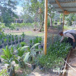 Jualan Bibit Sawit Secara Online, Suyadim Dapat Cuan Gede