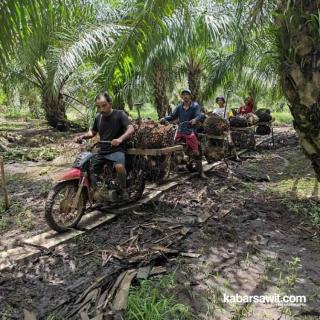 Harga Sawit di Bengkulu Selatan Anjlog Rp600/Kg
