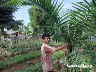 Petani Palawija di Mukomuko Beralih Komoditas