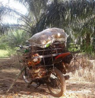 Kabupaten Rejang Lebong Mulai Kepincut dengan Sawit