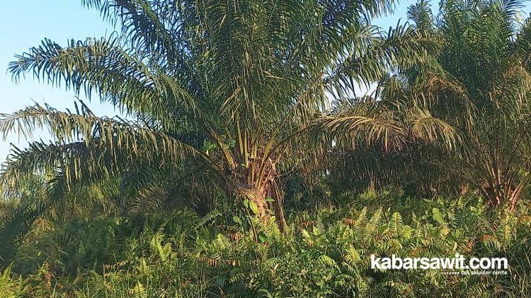 Temuan 9 Juta Hektare Kebun Sawit Tak Bayar Pajak, Kegagalan Pemerintah 