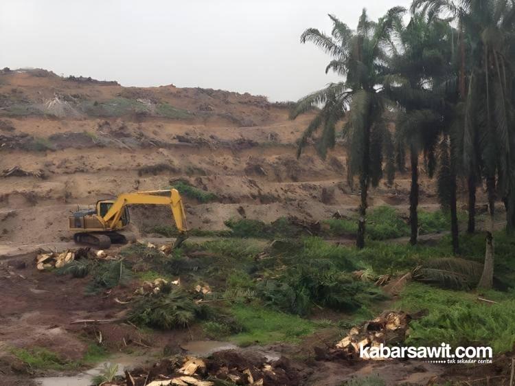 BPDPKS Mulai Kaji Kenaikan Dana PSR, Kemungkinan Naik Menjadi Rp60 Juta per Hektare 