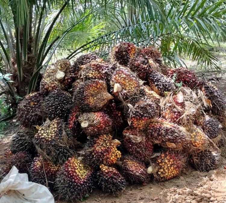 Harga Sawit di Kaltim Turun Rp198,47/Kg