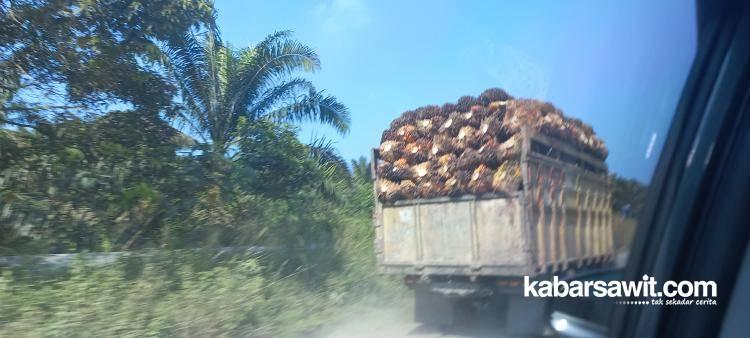 Hilirisasi Harus Dilakukan untuk Mendongkrak Harga TBS Sawit