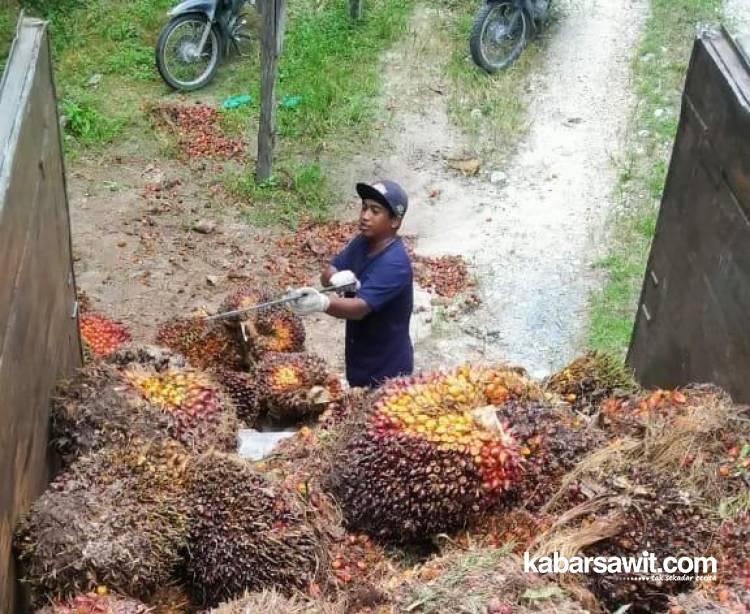 Ponpes di Sumsel Mulai Lirik Bisnis Perkebunan Sawit 