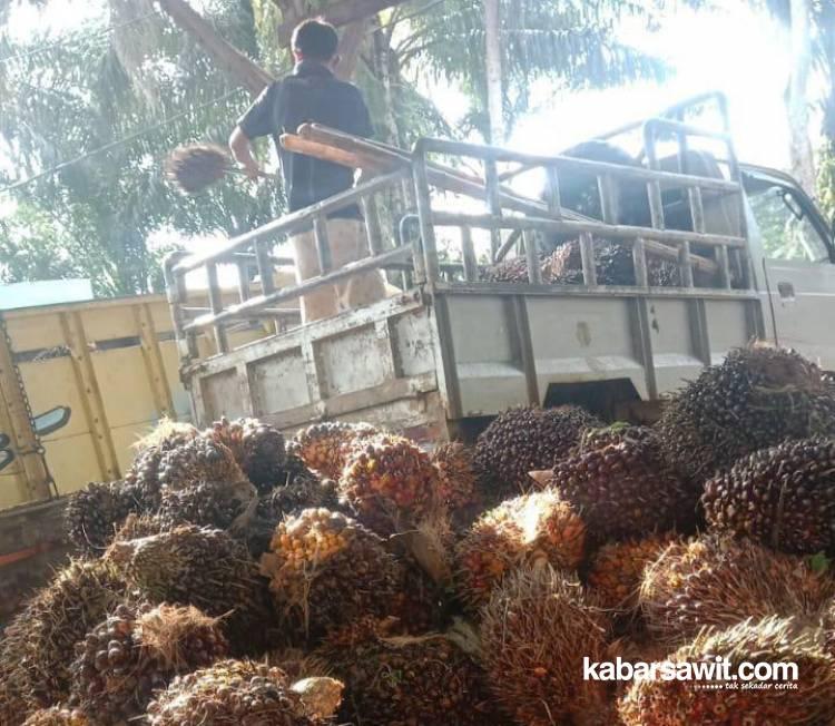 Harga Sawit di Sumsel Turun Lagi