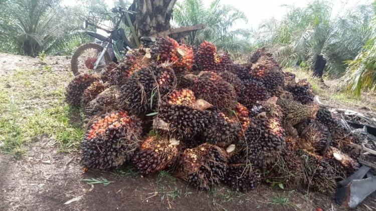 Rusaknya Lansekap Air Oleh Kanal Perusahaan Sawit