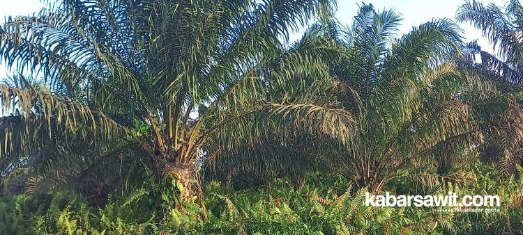 Banyak HGU Tak Aktif di Riau, Pengamat Bilang Gini...