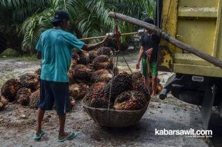 Harga Sawit di Sumsel Turun Rp194,14/Kg