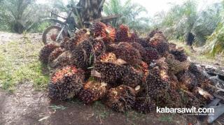 Alhamdulillah! Harga Sawit Petani Swadaya di Sumut Merangkak Naik