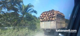 Harga Sawit di Sumbar Cendrung Lebih Tinggi Ketimbang Riau, Ini Penyebabnya 