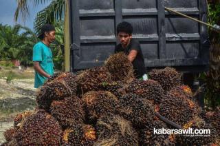 Konsumsi 1,81 Juta Ton, 714 Ribu Ton Minyak Sawit Indonesia untuk Biodiesel 