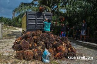 Asyik! Mukomuko Bakal Kecipratan Duit DBH Sawit Tahun Ini 