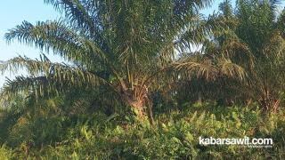 Temuan 9 Juta Hektare Kebun Sawit Tak Bayar Pajak, Kegagalan Pemerintah 