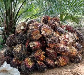 Harga Sawit di Kaltim Turun Rp198,47/Kg