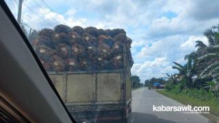 300 Hektare Kebun Sawit di Banten Bakal Diremajakan 