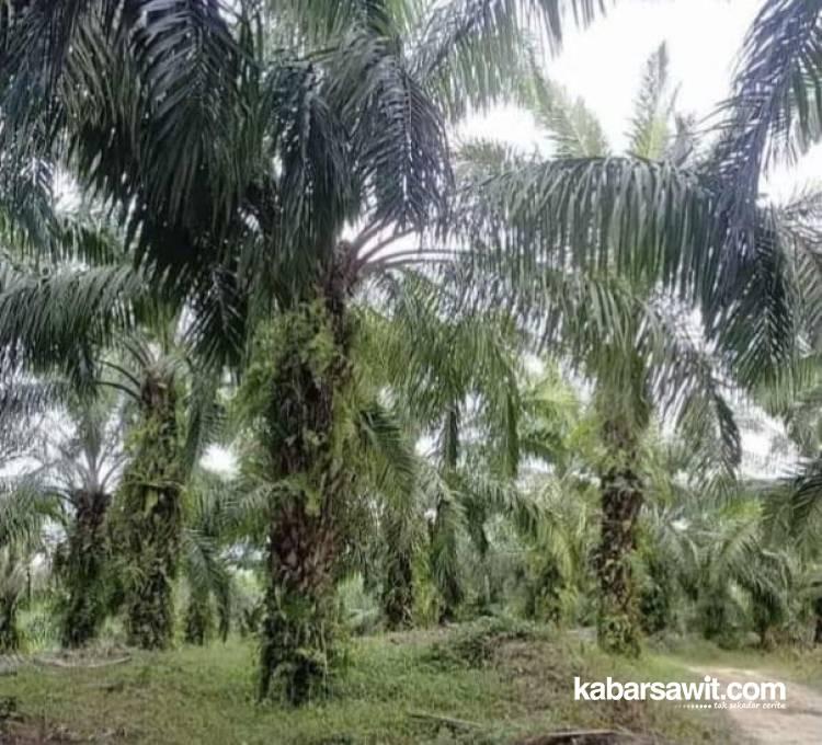 Pahami Dulu, Sebelum Beli Kebun Sawit