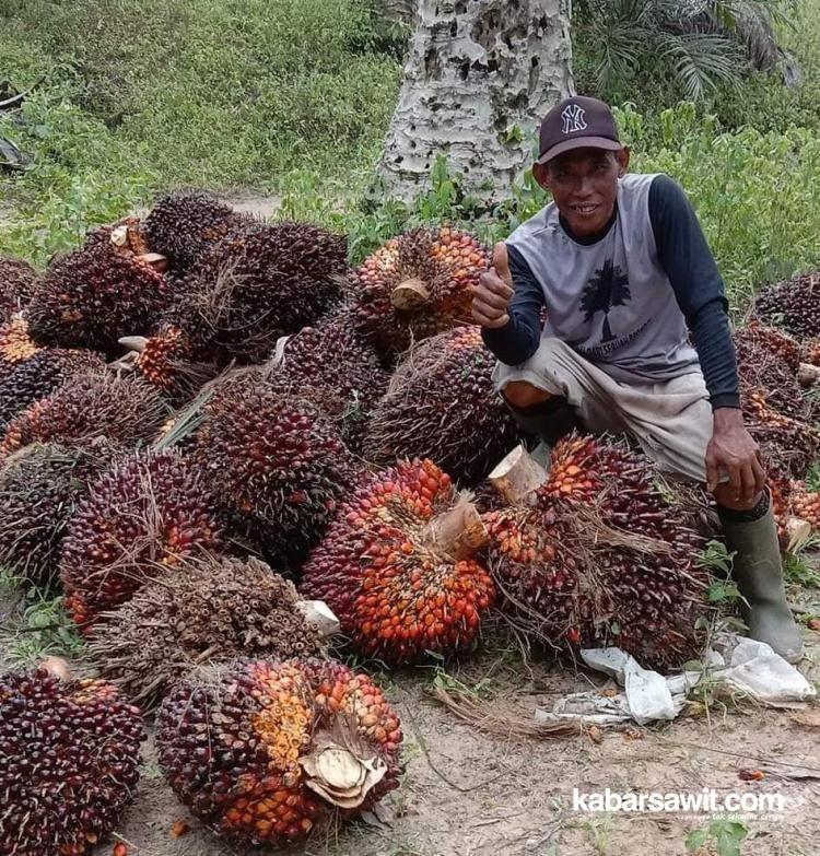 Harga Sawit di Bengkulu Utara Makin Anjlok 
