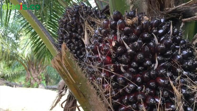 Lika-liku Petani Sawit di Daerah Transmigrasi Kabupaten Donggala Provinsi Sulawesi Tengah