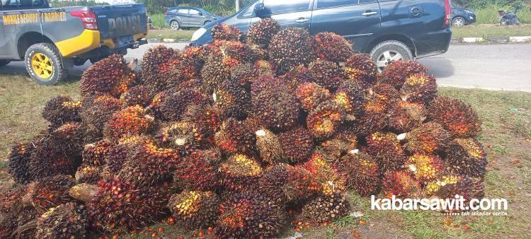 Petani Sawit di Kalbar Makin Menjerit, Harga Penetapan Turun Terus!