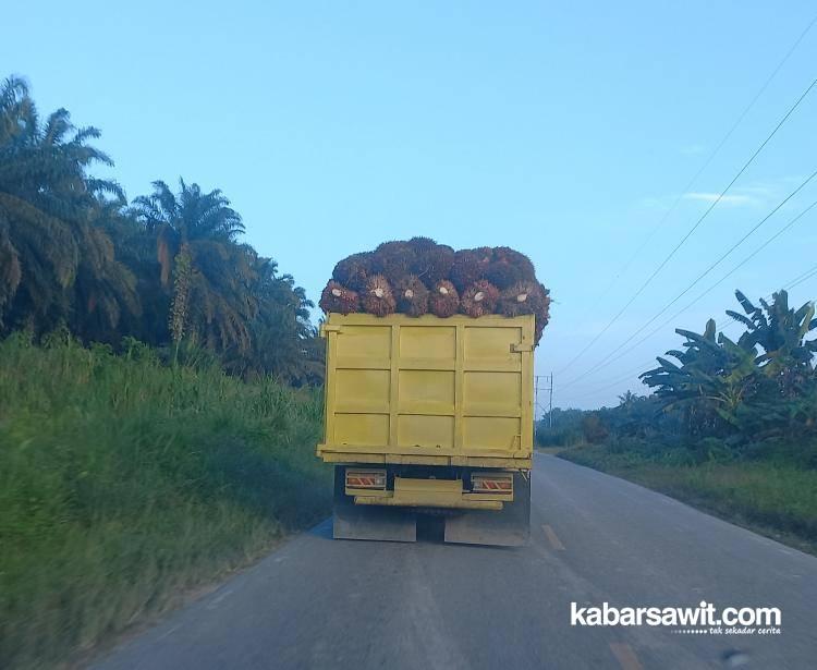 Keberadaan Bursa CPO akan Bikin Petani Sawit Tersenyum 