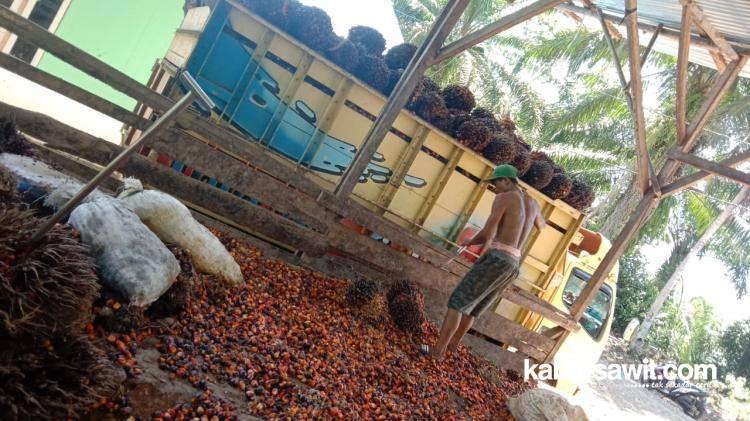 Terkendala Modal, Petani Sawit di Ketapang Tunda Bangun Pabrik Mini Khusus Brondolan 
