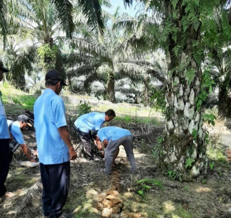Petani Sawit Kaltim Dilatih Perbanyak Agens Hayati, Apa Itu?