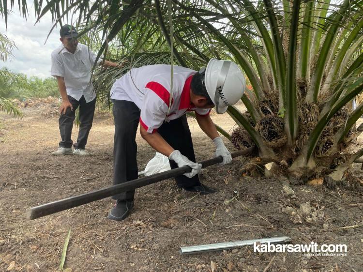 Kebun Sawit yang Digawangi Aspek-PIR di Dayun Akhirnya Panen Perdana