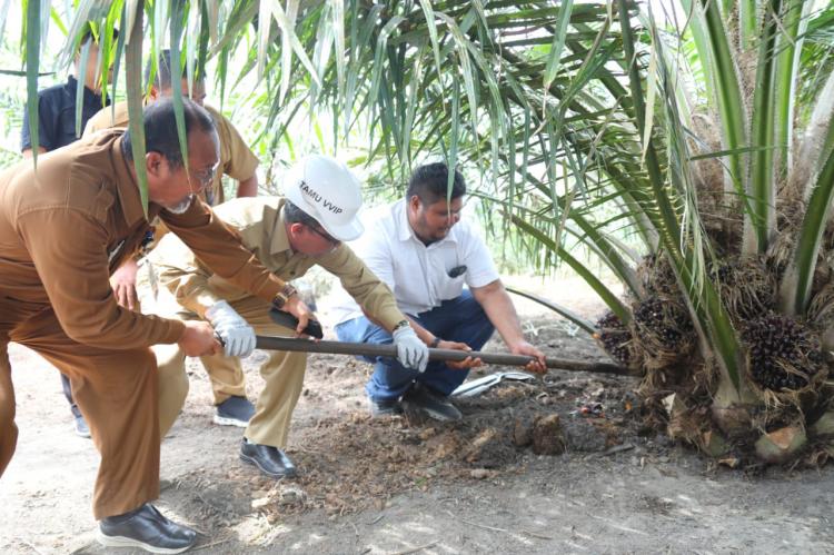 Tak Sampai 3 Tahun, Kebun Hasil PSR di Dayun Panen, Sekda Siak Bilang Begini...