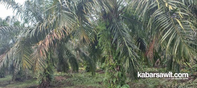 Dana PSR yang Ditransfer hingga 31 Mei 2023 Rp7,49 Triliun 